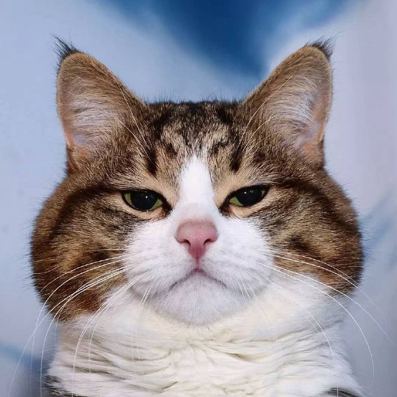 表情包貓貓#可愛動物區表情包貓貓#可愛動物區