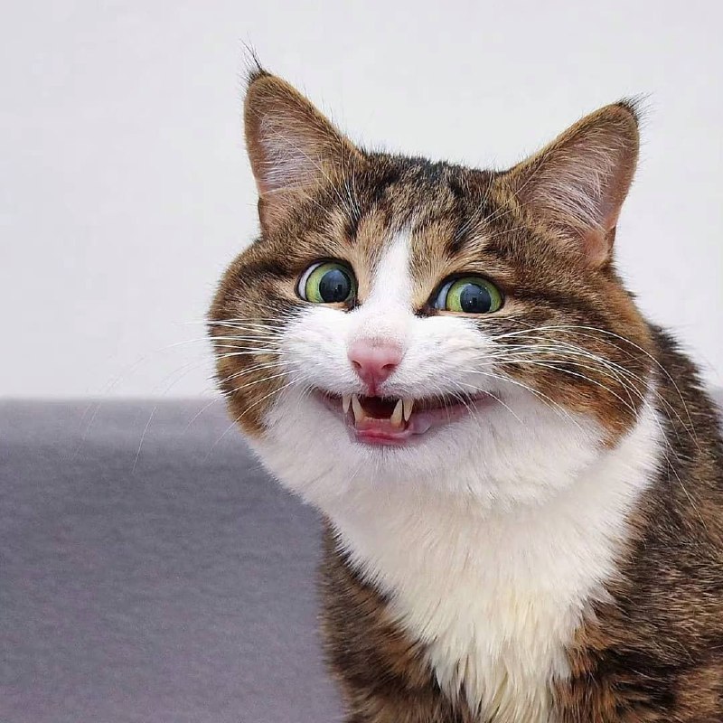 表情包貓貓#可愛動物區表情包貓貓#可愛動物區