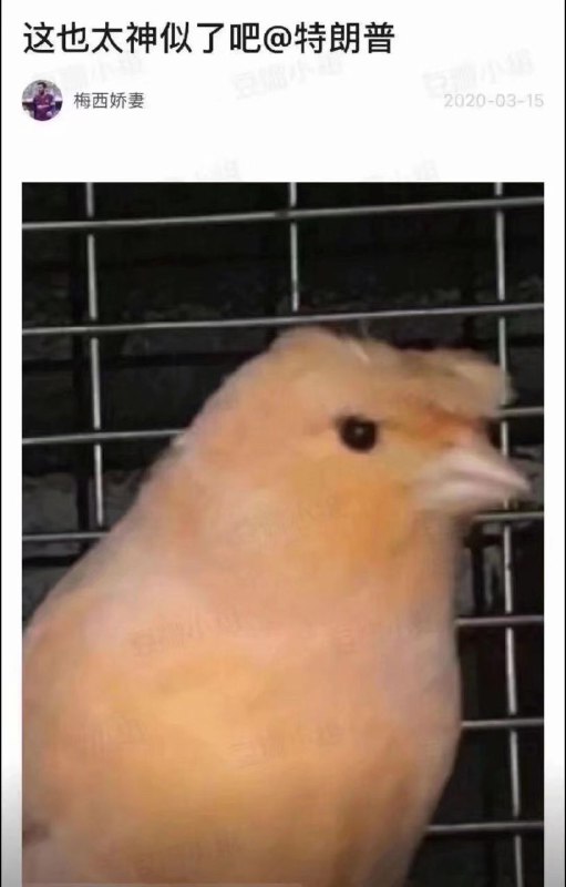 我是特朗普 我已经抱紧了