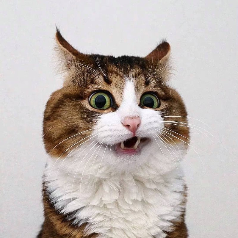 表情包貓貓#可愛動物區表情包貓貓#可愛動物區