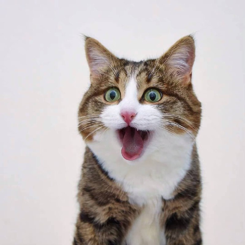 表情包貓貓#可愛動物區表情包貓貓#可愛動物區