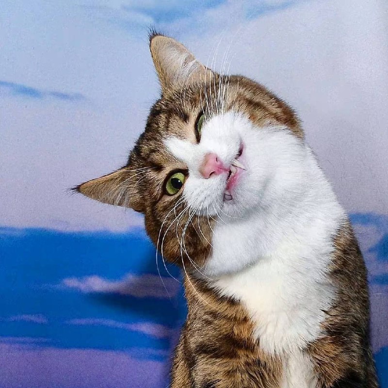 表情包貓貓#可愛動物區表情包貓貓#可愛動物區